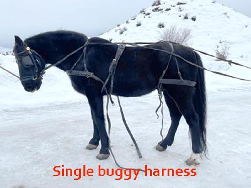 single buggy harness